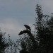 mini-IMG_1305